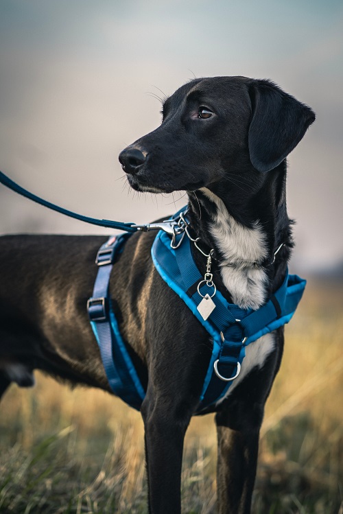 Ceramic vs. Polyethylene: Which is Better for Making K9 Tactical Harnesses?